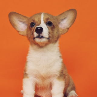preview img puppy